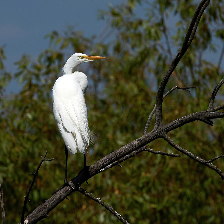 Egret Perched Photograph by Paul Freidlund