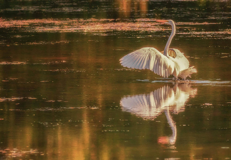 Egret Reflections 2 by Richard Kopchock Egret Reflections 2 by Richard Kopchock