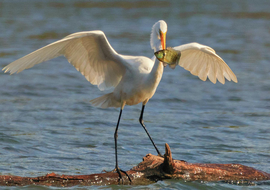 Egret by Richard Kopchock Egret by Richard Kopchock