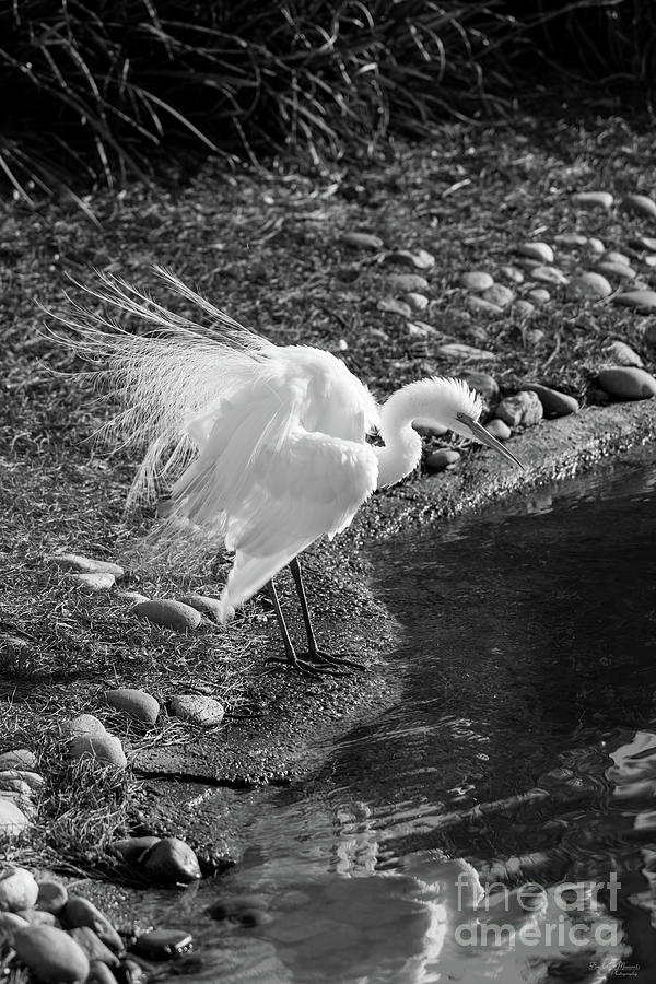 Egret Show Off Grayscale Photograph by Jennifer White