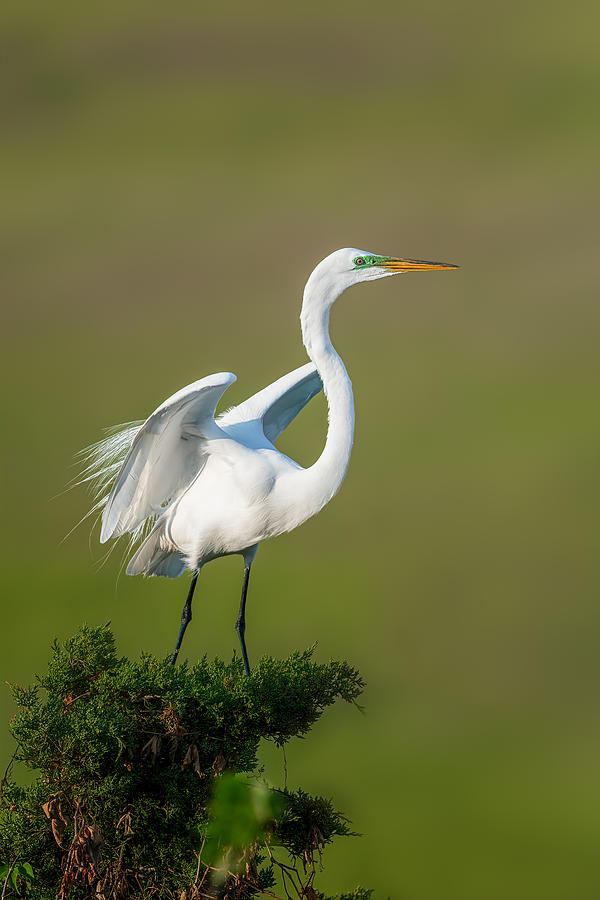 Egret Photograph by Siyu And Wei Photography