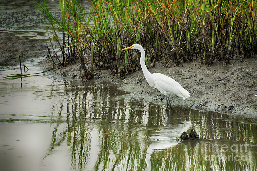 Egret Stare by Ruth H Curtis Egret Stare by Ruth H Curtis