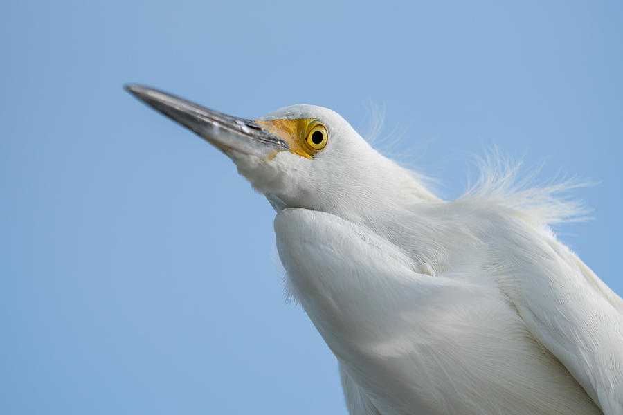 Animal Photograph - Egret Up Close by Ed Esposito