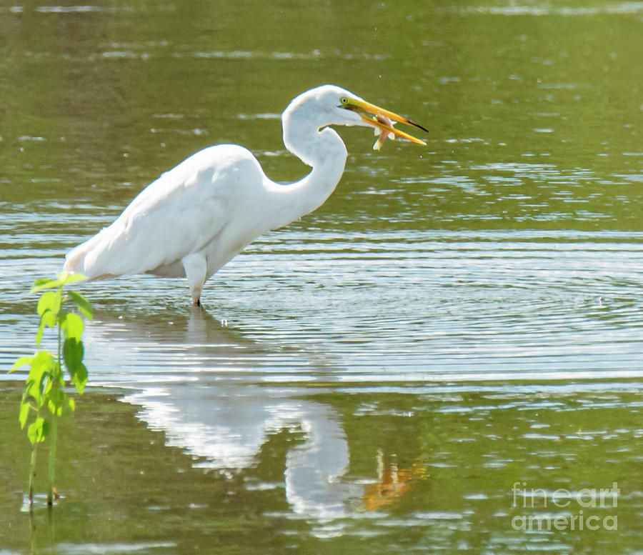 Egret With Catch by Michael D Miller Egret With Catch by Michael D Miller