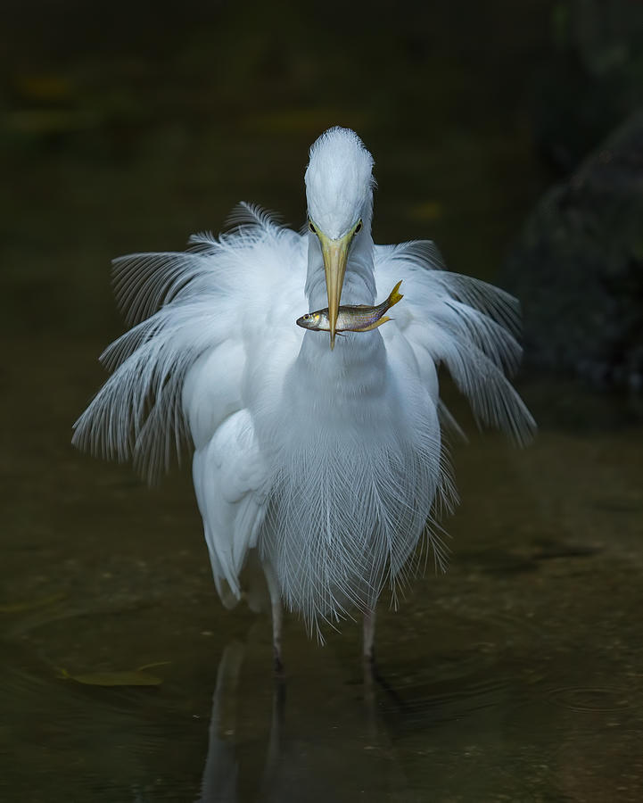 Egret With Fish Photograph by Jacqueline Hammer