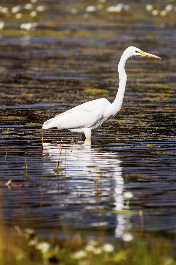 Egret with reflection Photograph by Vishwanath Bhat