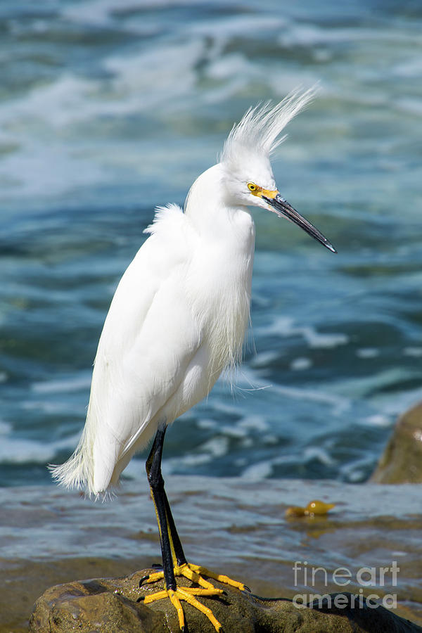 Egret_0317 Photograph by Baywest Imaging