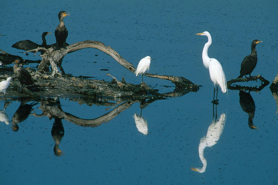 Egrets And Cormorants In The Everglades Photograph by Michael Lustbader