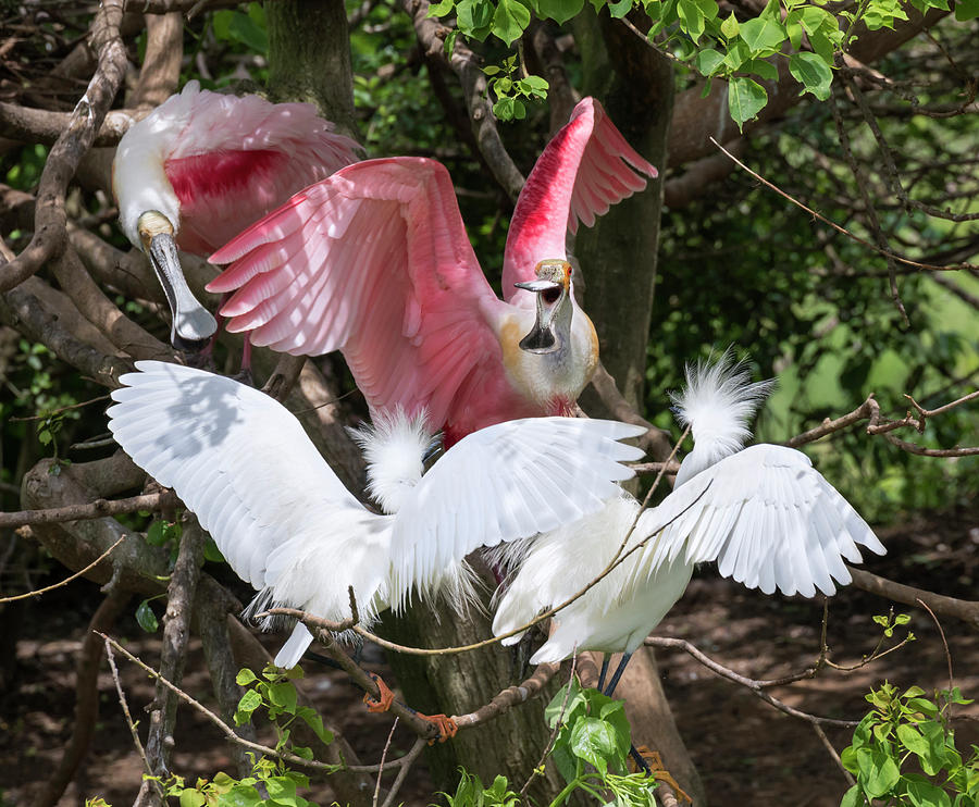 Egrets And Spoonbills Fighting Photograph by Ivan Kuzmin