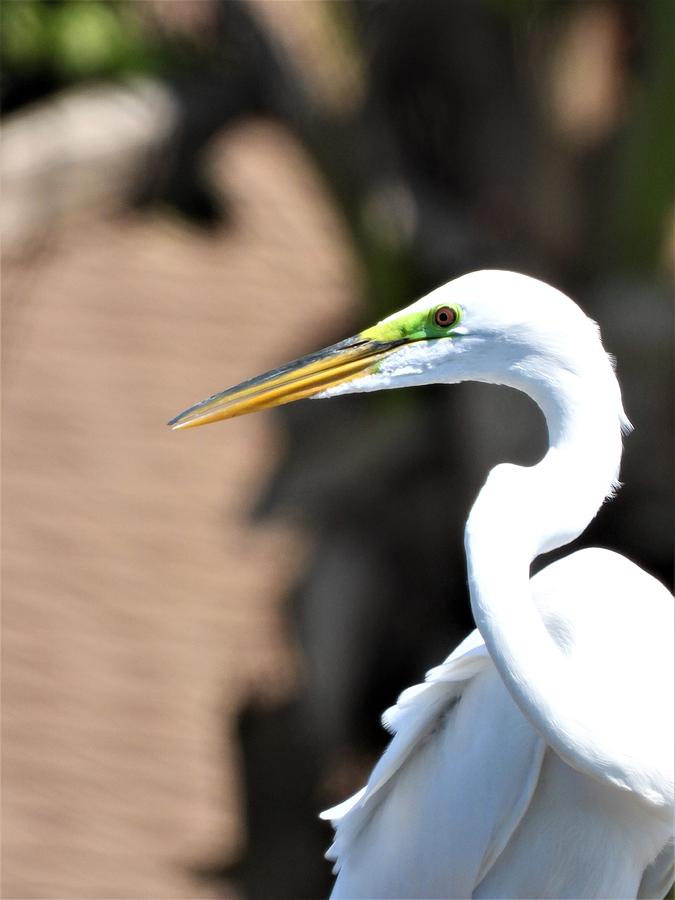 Egrets Eyes Photograph by Art Dingo