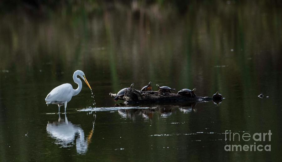 Egrets with Turtles Photograph by David Bearden