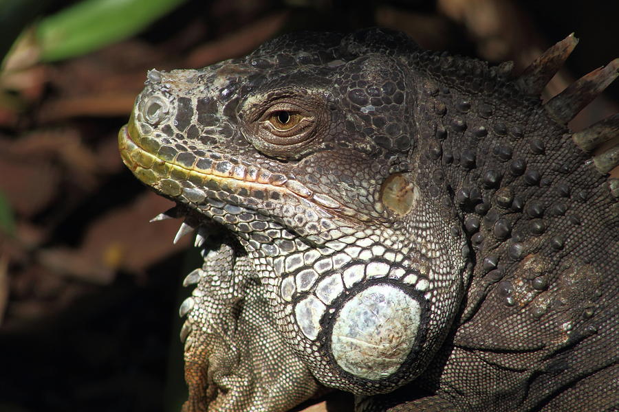 Eguana Photograph By Johan Vermeulen - Fine Art America