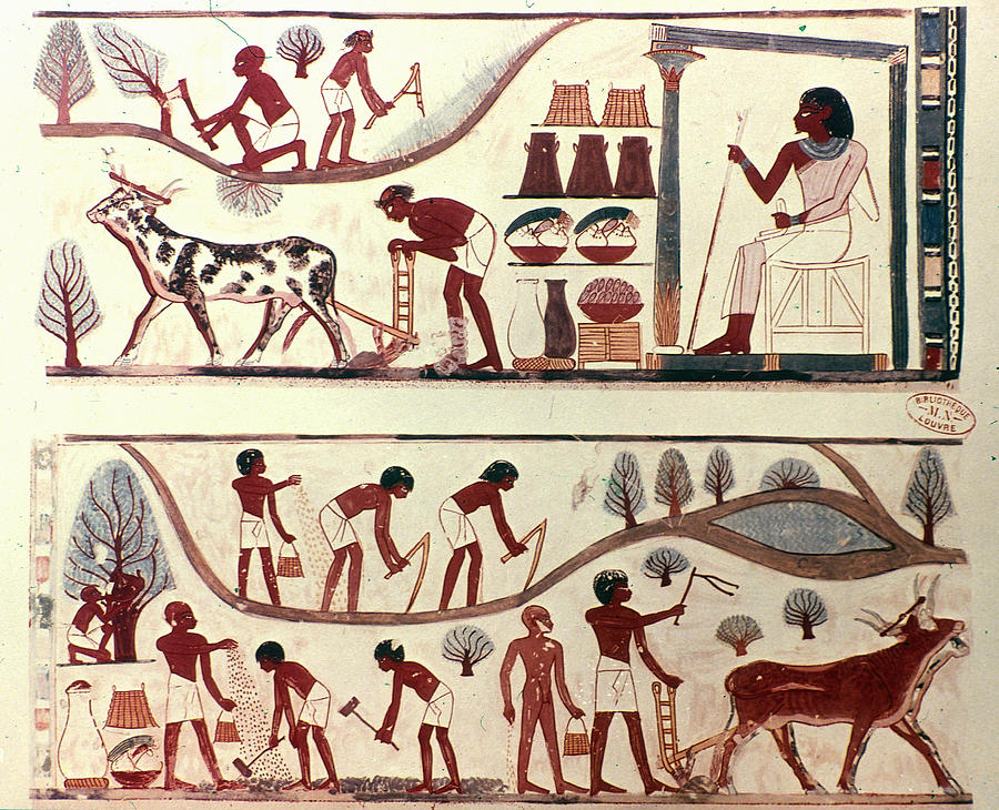 Egyptian Tomb painting of Agricultural Scenes Painting by Granger