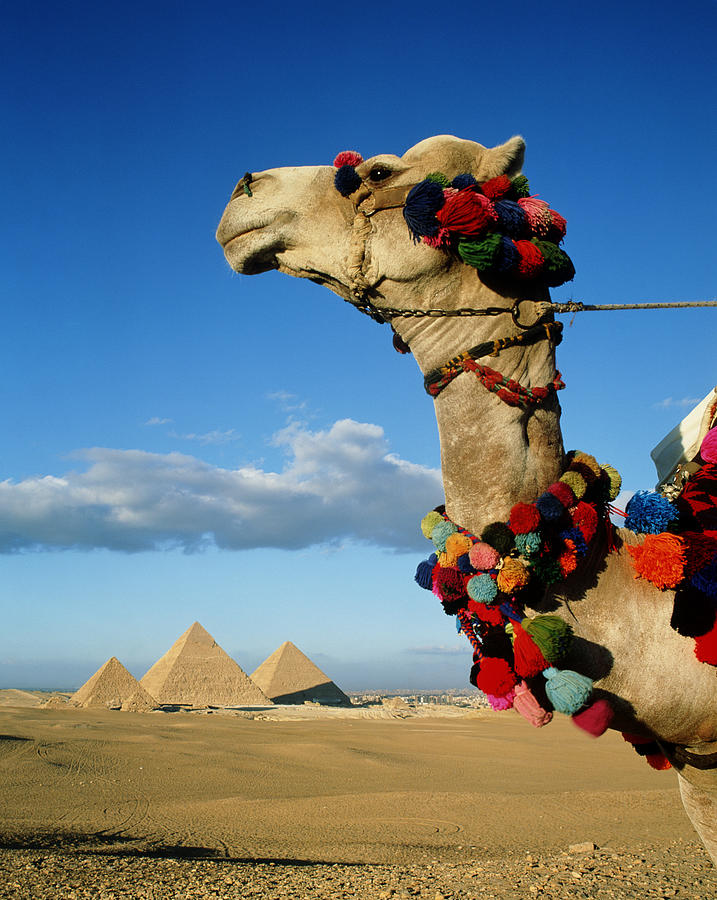 Egypt, Cairo, Giza, Pyramids Of Giza Photograph by Travelpix Ltd