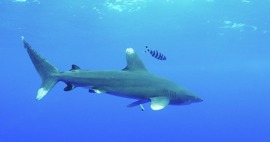 Egypt, East Coast, Carcharhinus Longimanus Shark And A Pilot Fish ...