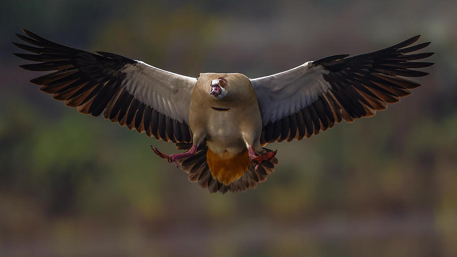 Animal Photograph - Egyptian Goose by David Manusevich