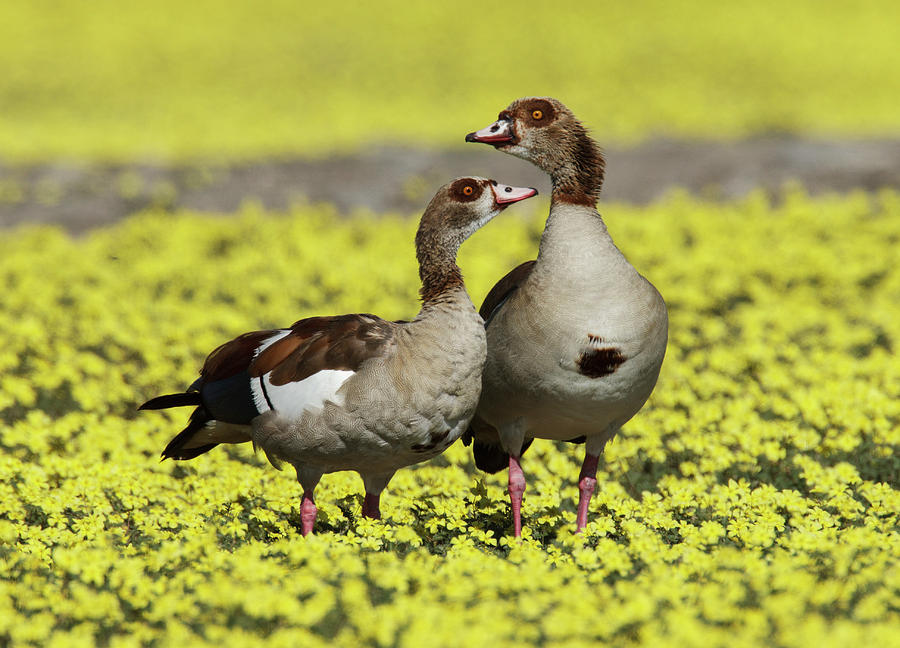 Egyptian Goose Pair Amongst Yellow Flowers, Etosha Np, Namibia