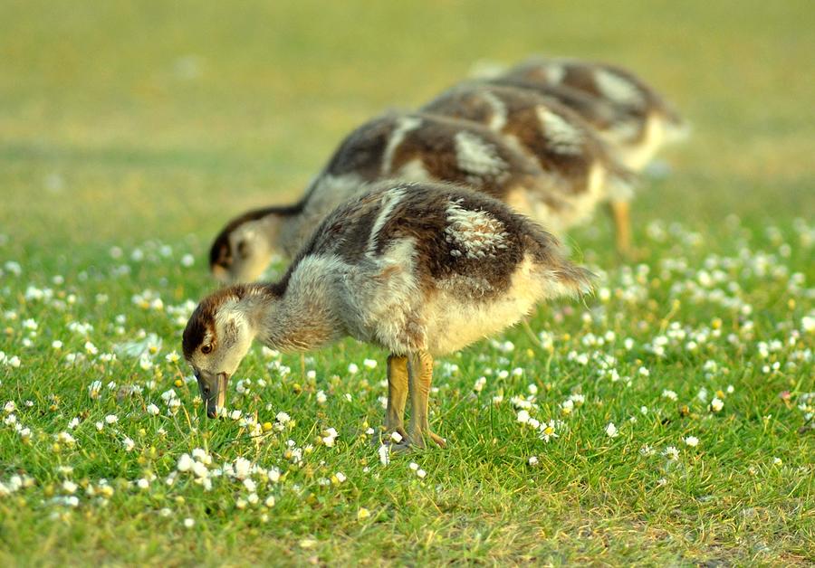 Egyptian Goslings Photograph by Pallab Seth
