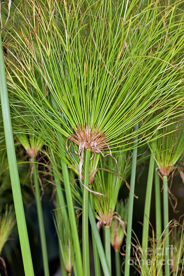Egyptian Paper Rush (cyperus Papyrus) Photograph by Dr Keith Wheeler/science Photo Library