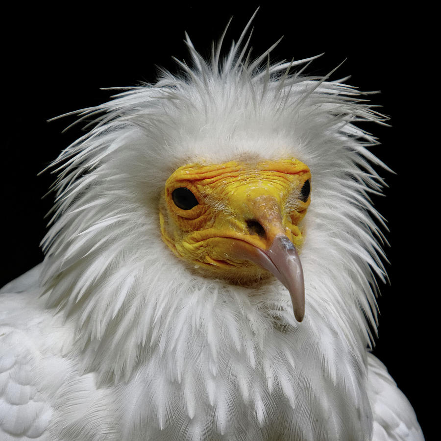 Egyptian Vulture Photograph by Jan Vogel