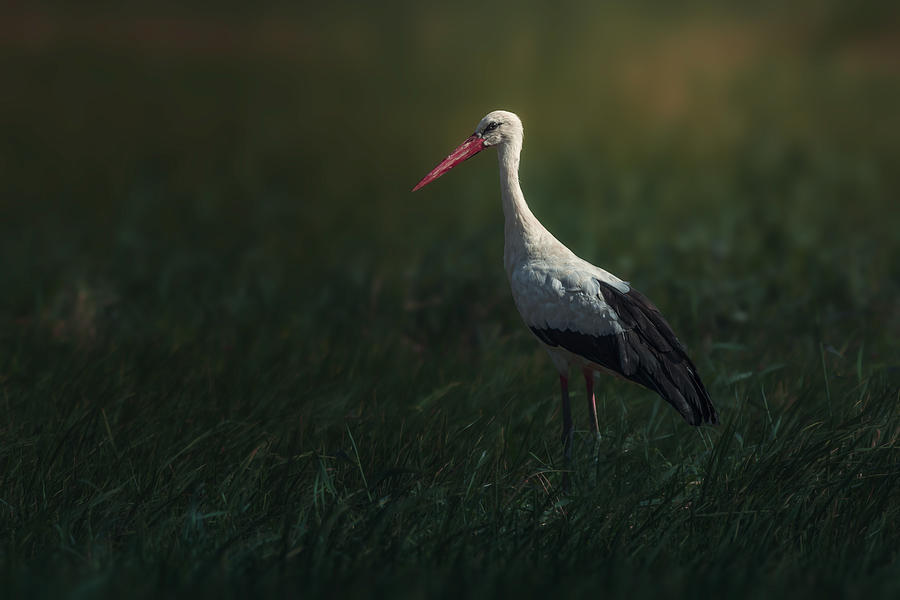 Stork Photograph - Ehite Stork by Sina Pezeshki