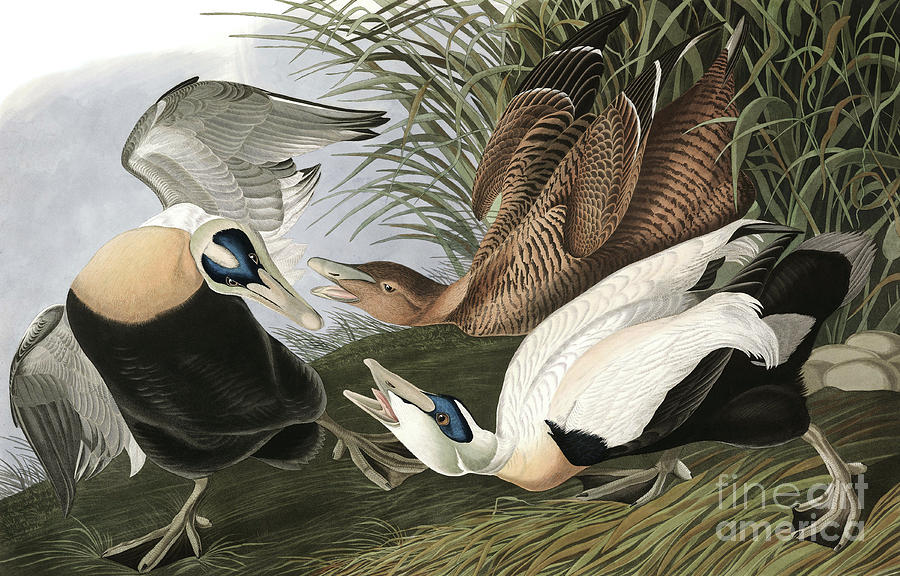 Eider Duck, Fuligula Mollissima by Audubon Painting by John James Audubon