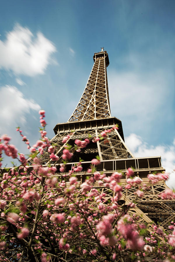 Eiffel Tower And Cherry Blossom Trees By Tony Burns
