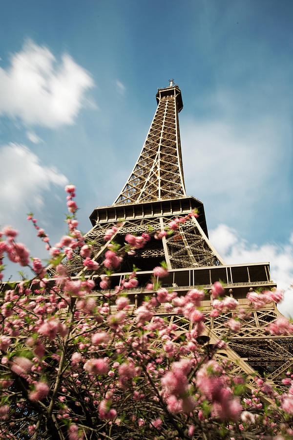 Eiffel Tower And Cherry Blossom Trees by Tony Burns