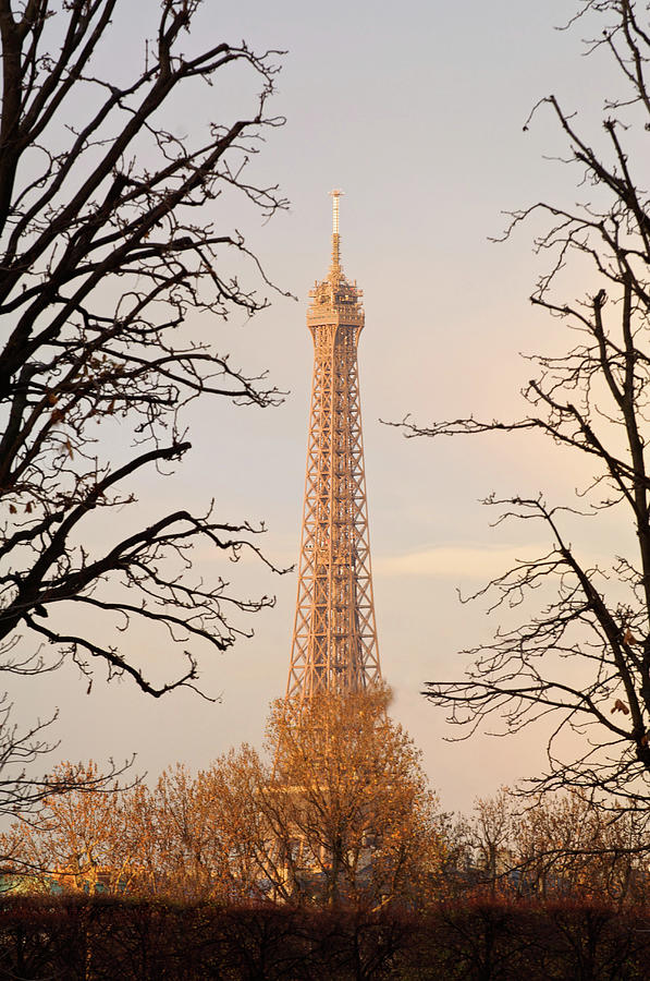 Eiffel Tower And Trees Photograph by Dominik Eckelt