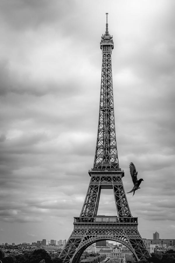 Sunset Photograph - Eiffel Tower From Trocadero With Pigeon by Aide Paulmichl