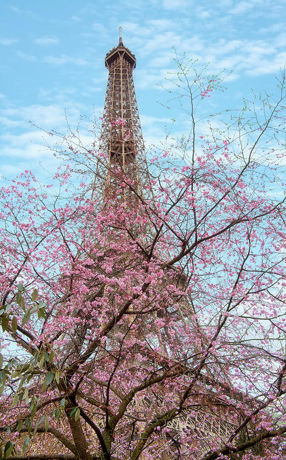 Paris Photograph - Eiffel Tower With Blossoming Cherry Tree by Cora Niele