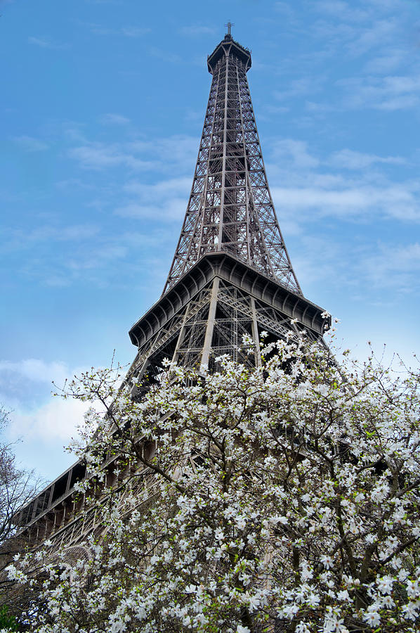 Paris Photograph - Eiffel Tower With Blossoming Magnolia by Cora Niele
