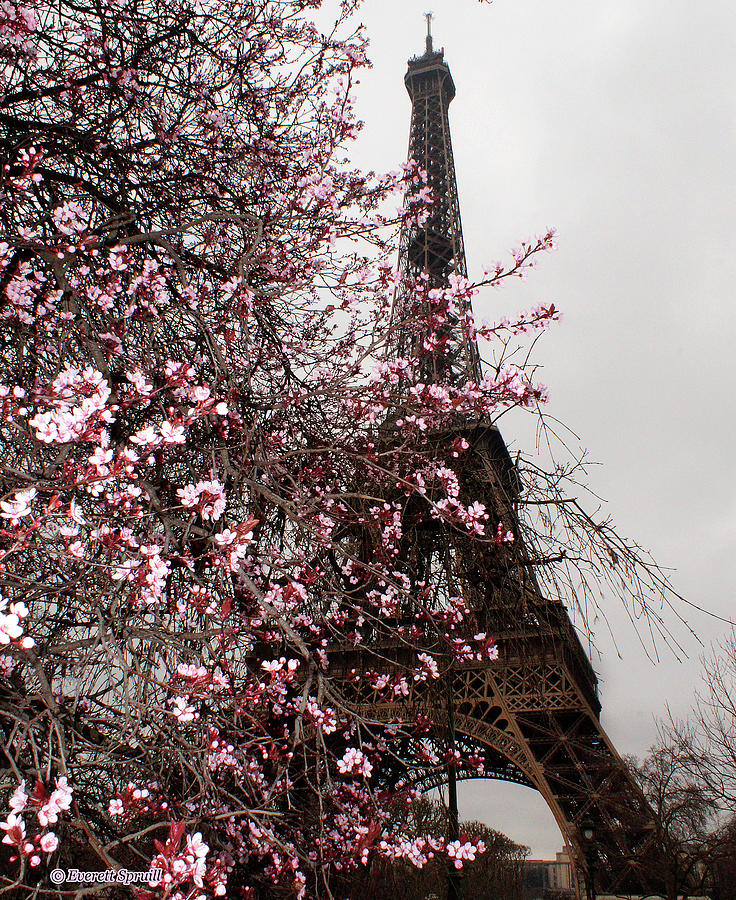 Eiffel Tower with blossoms by Everett Spruill Eiffel Tower with blossoms by Everett Spruill
