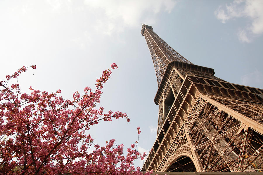 Eiffel Tower With Flowers Photograph by Studiokiet