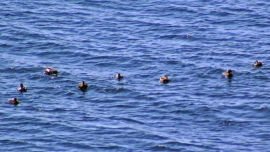 Eight Common Eider Ducks at Cap Gaspe in Forillon National Park, Quebec , Canada Photograph by Ruth Hager