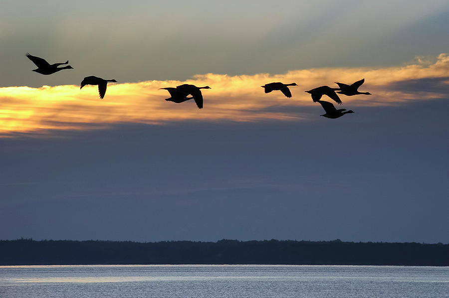Eight Geese A Flyin Photograph by Mary Lee Dereske