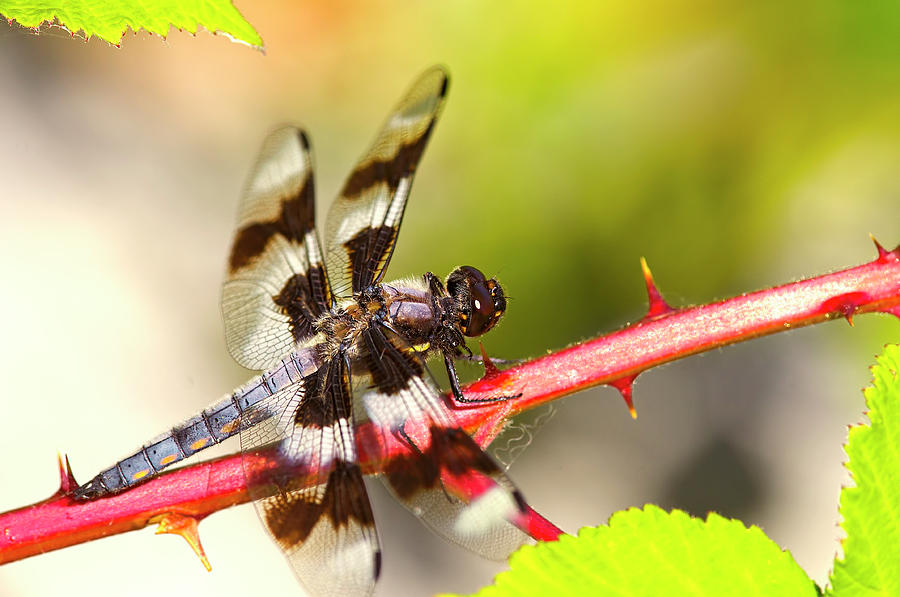 Eight-spotted Skimmer on Blackberry Cane by Sharon Talson Eight-spotted Skimmer on Blackberry Cane by Sharon Talson