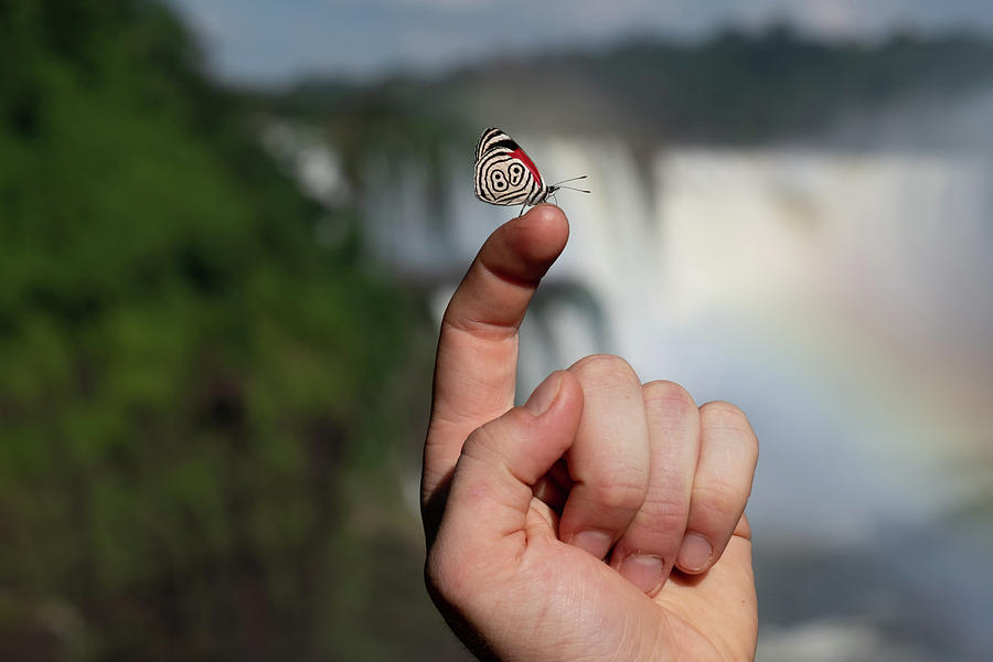 Eighty Eight Butterfly in Front of The Iguazu Falls Photograph by Mark Hunter