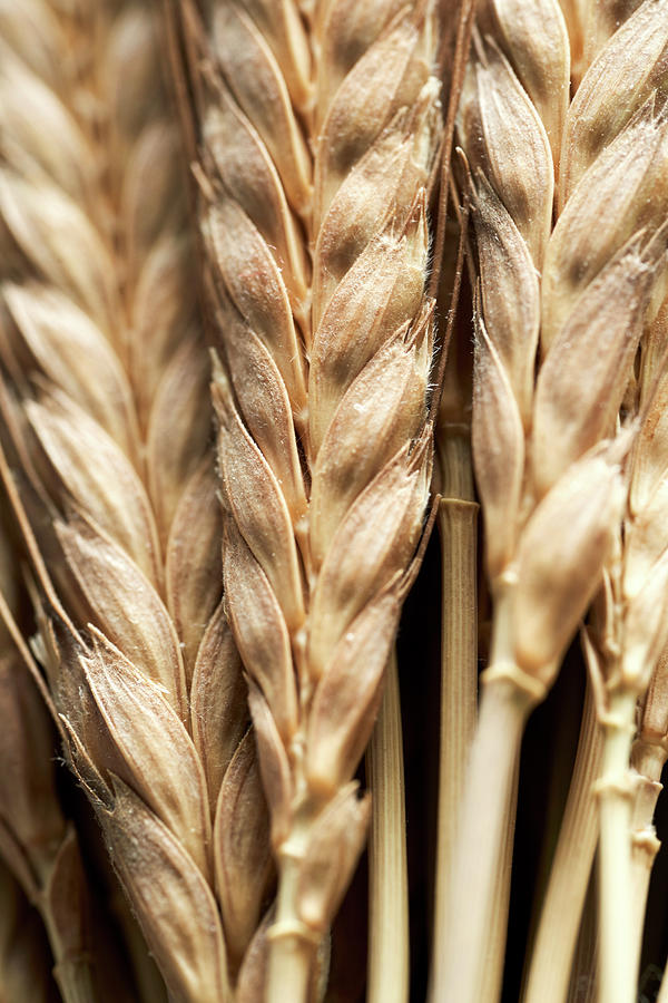 Einkorn Wheat triticum Monococcum, Close Up Photograph by Herbert Lehmann