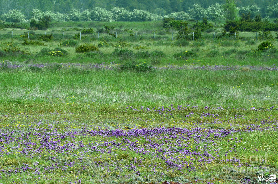 Eketorp Field of Flowers Photograph by Elaine Berger