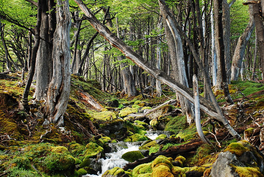 El Bosque Chileno Photograph By Cristian Medina Cid - Pixels