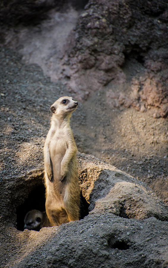 El Greco and the Meerkat Photograph by Alex Lapidus