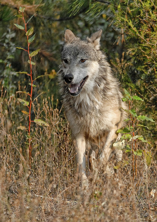 El Lobo Photograph by Wade Aiken
