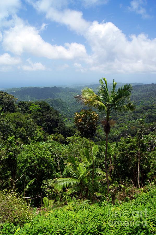 El Yunque National Forest Photograph by Mark Williamson/science Photo ...