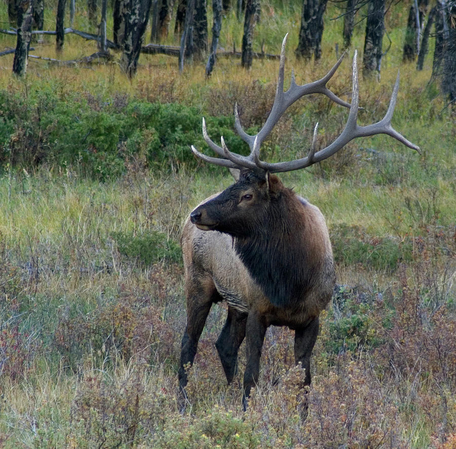 EL4 Stately Bull During The Rut Photograph by Judy Syring - Fine Art ...