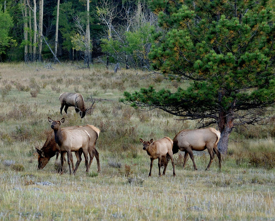 EL5 Small Herd Of Elk Photograph by Judy Syring - Fine Art America