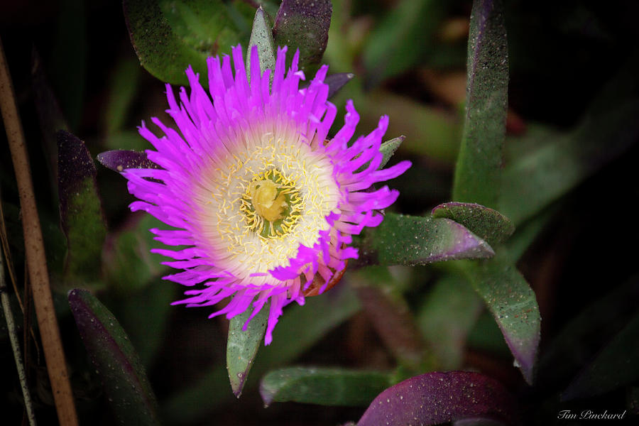 Eland's Sour-fig midday flowering by Timothy Pinckard Eland's Sour-fig midday flowering by Timothy Pinckard