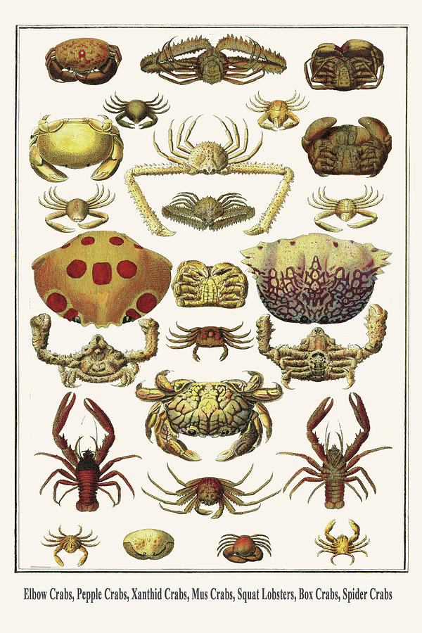 Elbow Crabs, Pepple Crabs, Xanthid Crabs, Mus Crabs, Squat Lobsters, Box Crabs, Spider Crabs Painting by Albertus Seba