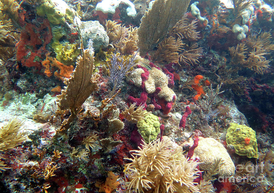 Elbow Reef 6 Photograph by Daryl Duda