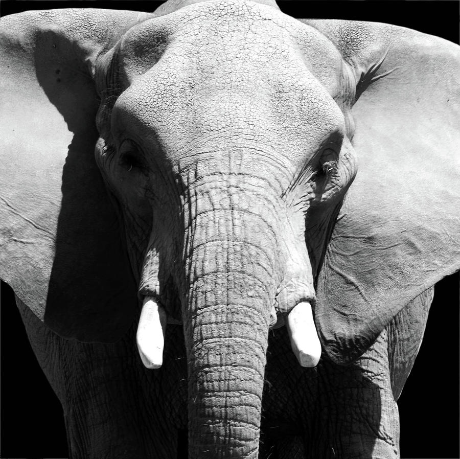 Elder Elephant by Alina Avanesian Elder Elephant by Alina Avanesian